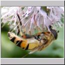 Helophilus trivittatus - Grosse Sumpfschwebfliege 09.jpg